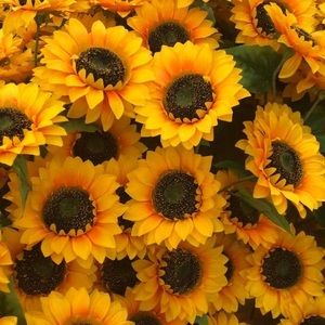 Meet your Posher, Madonna